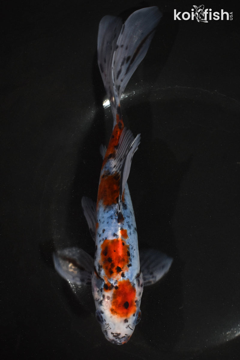 8" SHUBUNKIN GOLDFISH