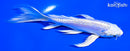 5.75" DOITSU PLATINUM OGON BUTTERFLY