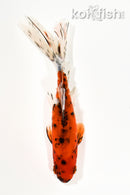5.75" CALICO WAKIN GOLDFISH
