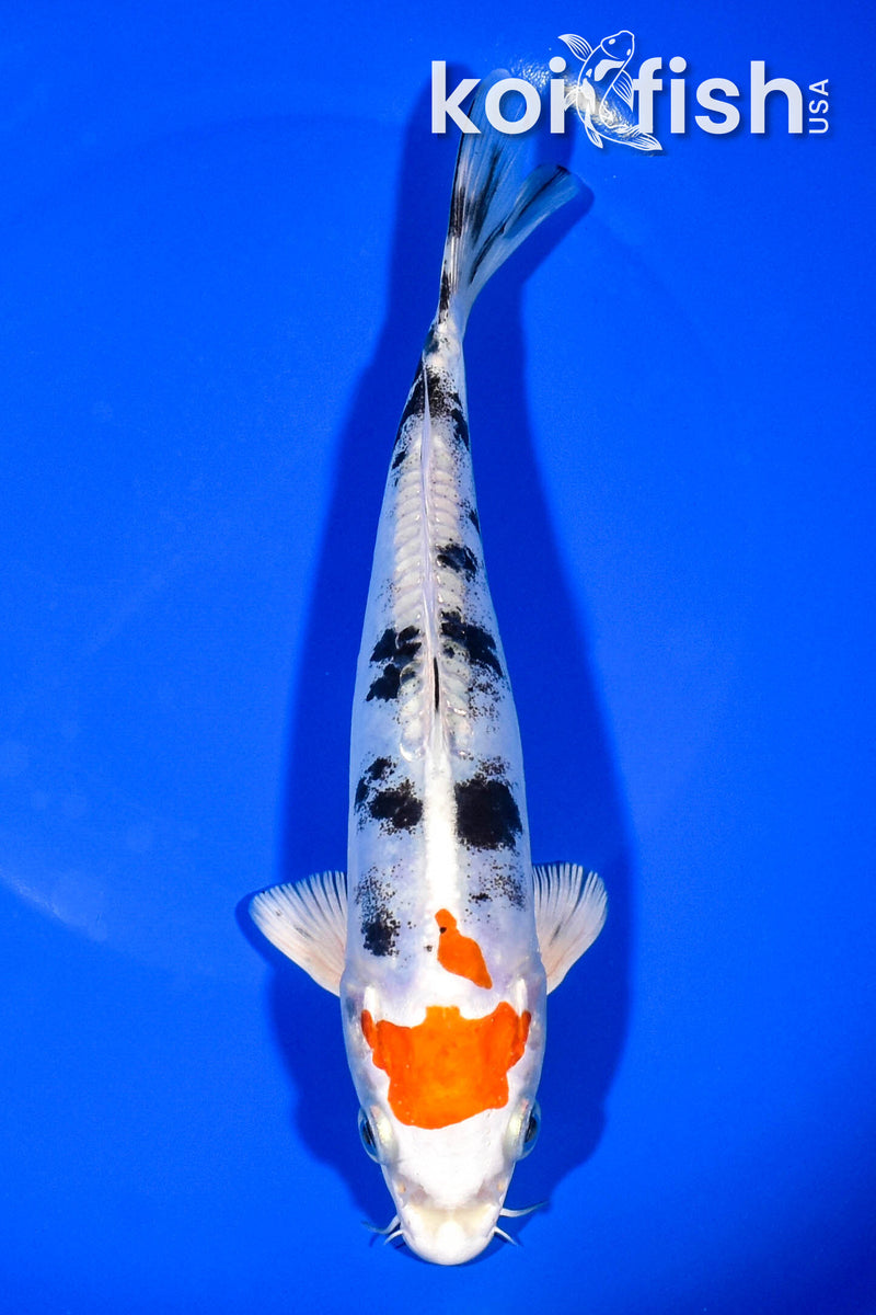 7.5" HEISEI NISHIKI
