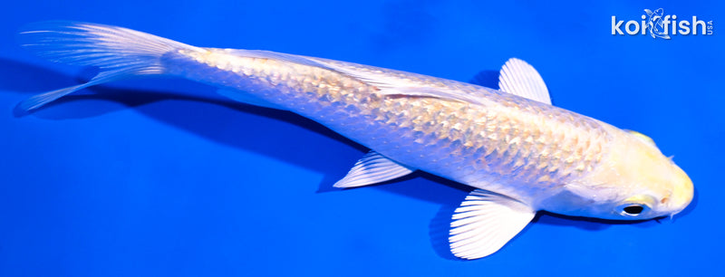5.25" GINRIN HARIWAKE