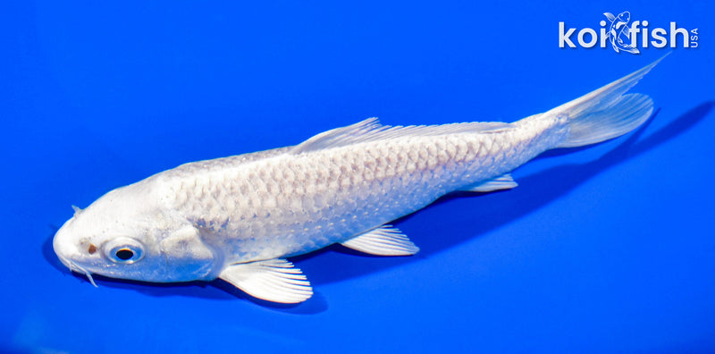 5" PLATINUM OGON