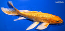 9.5" GINRIN ORENJI OGON BUTTERFLY