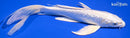 8.5" GINRIN PLATINUM OGON BUTTERFLY