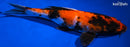 10.75" KIN SHOWA