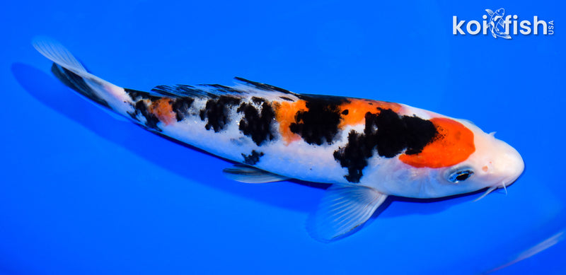 7.5" SANKE
