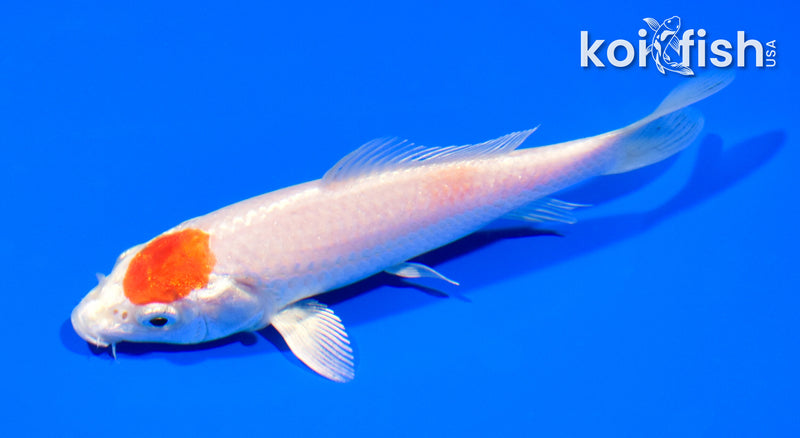 5.25" TANCHO HARIWAKE