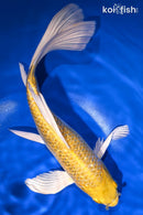 9.5" GINRIN YAMABUKI OGON BUTTERFLY