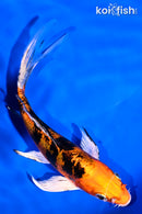 6" HEISEI NISHIKI BUTTERFLY