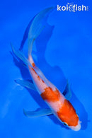 5.5" KOHAKU BUTTERFLY