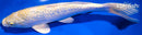 10.25" GINRIN HARIWAKE