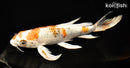 9.5" YAMATO NISHIKI BUTTERFLY