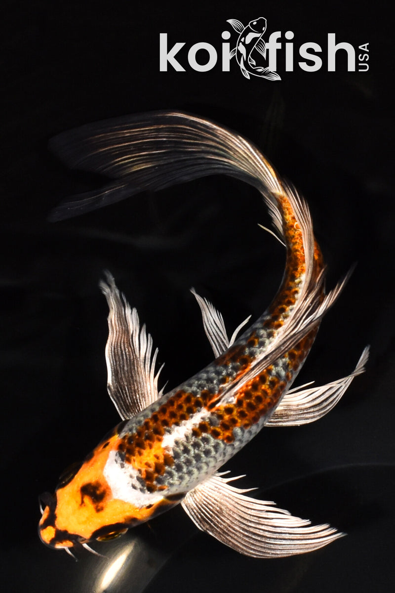 7.25" BENI GINGA BUTTERFLY