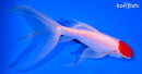 6" TANCHO SARASA WATONAI GOLDFISH