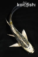 5" ARAGOKE KUJAKU BUTTERFLY