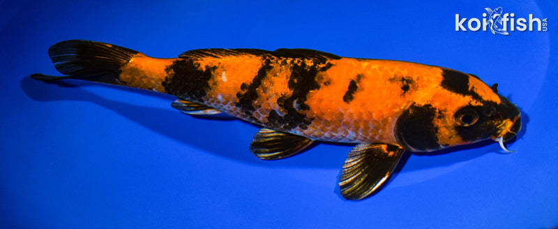 9.5" KIN HI UTSURI