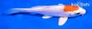 6" KIKUSUI
