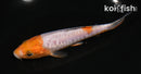 5" ARAGOKE OCHIBA SHIGURE
