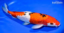 14.25" GINRIN SANKE