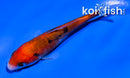 4" DOITSU AKA SANKE