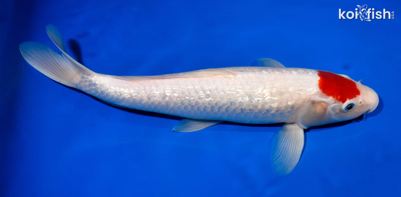 13.75" GINRIN TANCHO KOHAKU
