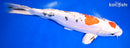 11.75" MARUTEN HEISEI NISHIKI