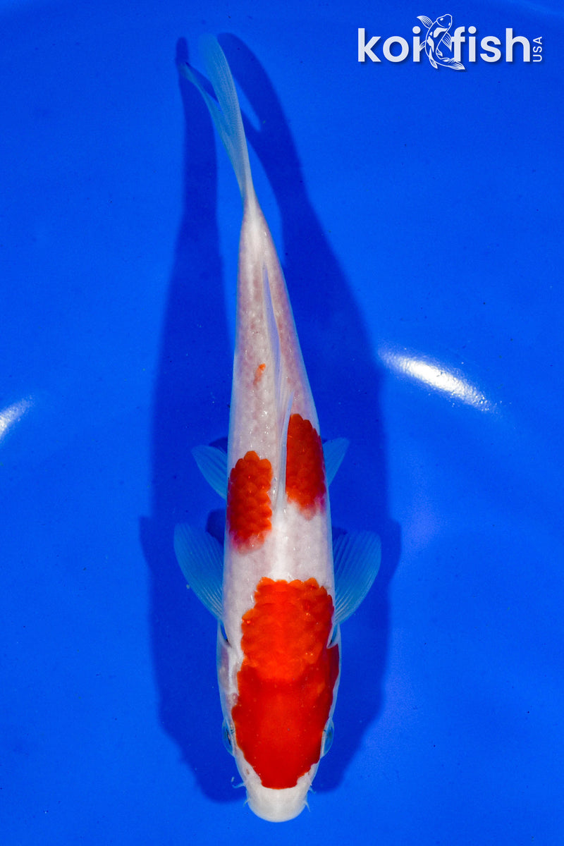 6.5" KOHAKU