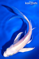 5.5" PLATINUM OGON BUTTERFLY