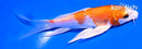 5" HARIWAKE BUTTERFLY