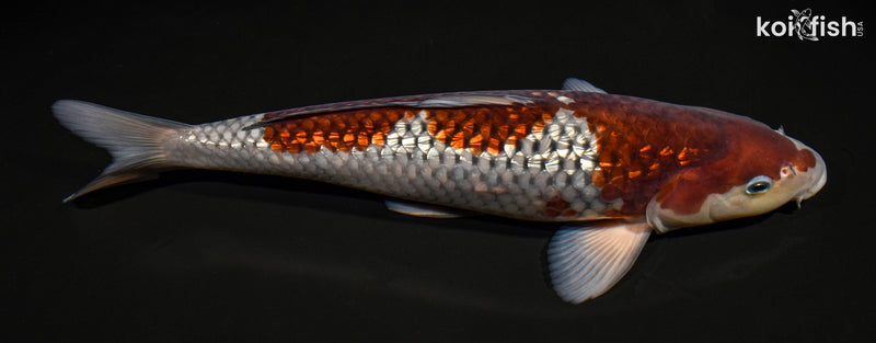 14.5" GINRIN OCHIBA SHIGURE