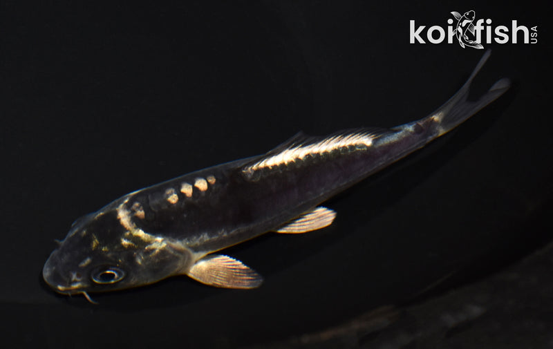 5.5" KIKOKURYU