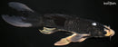 10.5" BENI MATSUKAWABAKE BUTTERFLY