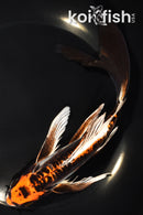 8.25" BENI KIKOKURYU BUTTERFLY