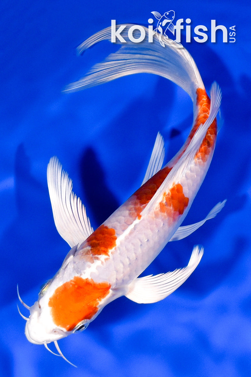 7.75" YONDAN HARIWAKE BUTTERFLY