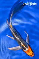 5.75" BENI GINGA BUTTERFLY
