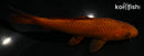 5.5" CHAGOI