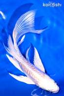 5.75" ARAGOKE LEMON HARIWAKE BUTTERFLY