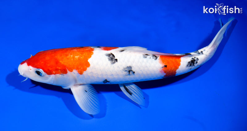 12.75" SANKE