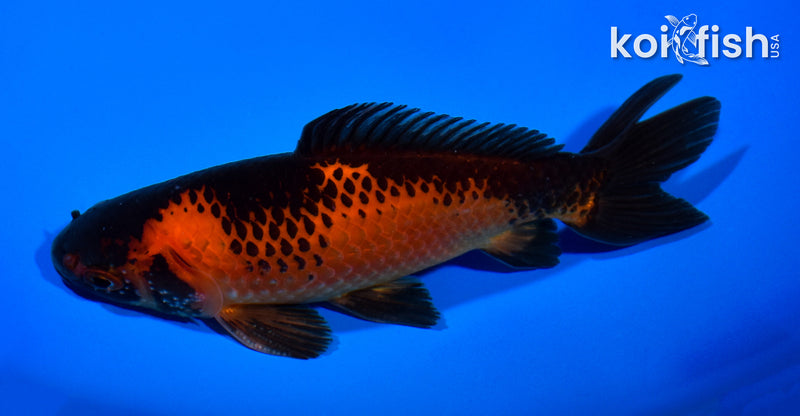 5.25" WAKIN GOLDFISH