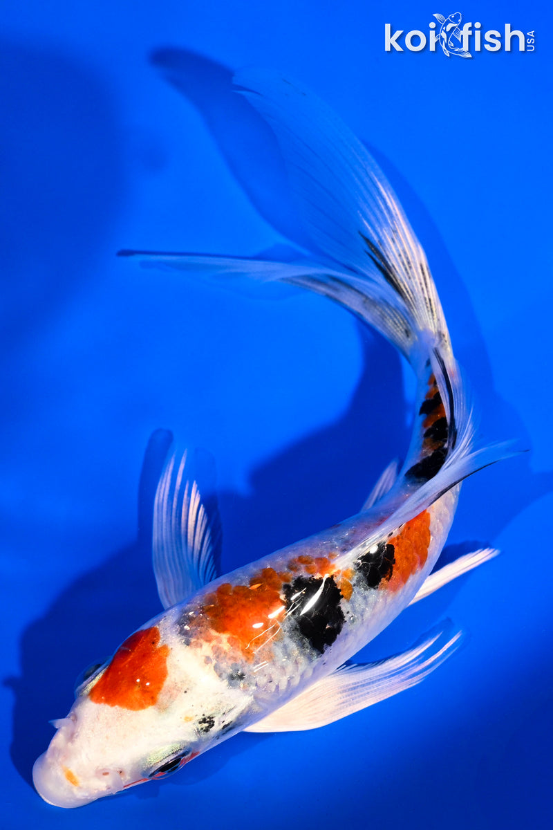 5.5" YAMATO NISHIKI BUTTERFLY