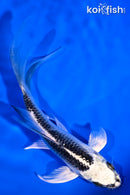 5.25" GIN MATSUBA BUTTERFLY