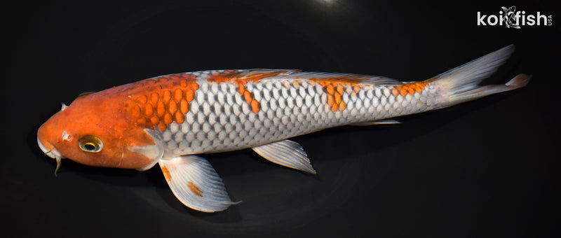 11.25" OCHIBA SHIGURE