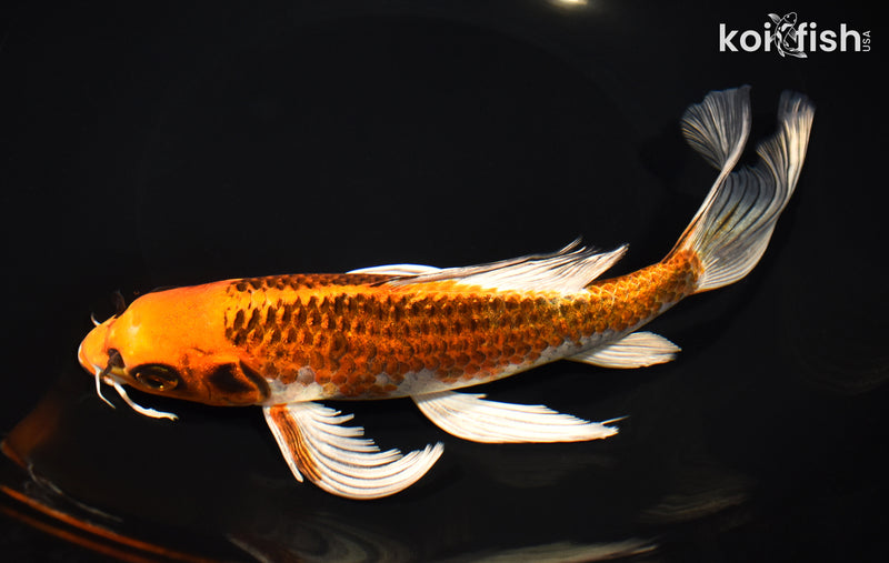 9.75" KUJAKU BUTTERFLY