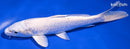 6.75" PLATINUM OGON