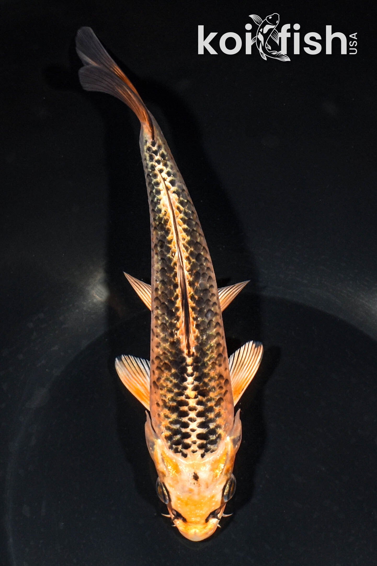 アカキン100g60g45gミドキン100g60gオレキン100g80g60g Black Koi Fish for Sale | Koi Fish USA – Page 22