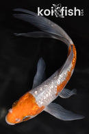 5.75" GINRIN OCHIBA SHIGURE BUTTERFLY