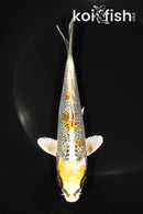 6.25" GINRIN KI GINGA