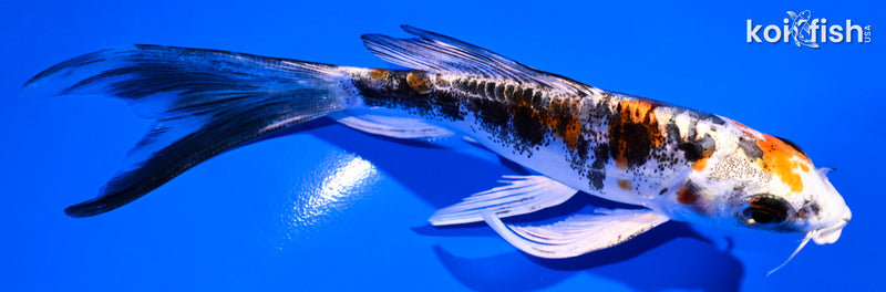 4.75" HEISEI NISHIKI BUTTERFLY