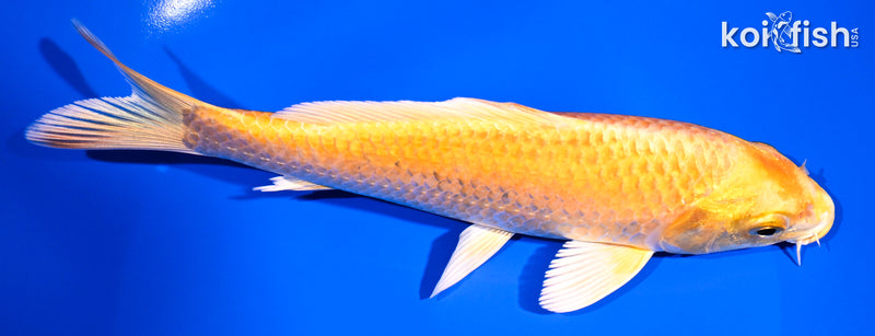 7" YAMABUKI OGON