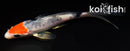 4" HEISEI NISHIKI BUTTERFLY